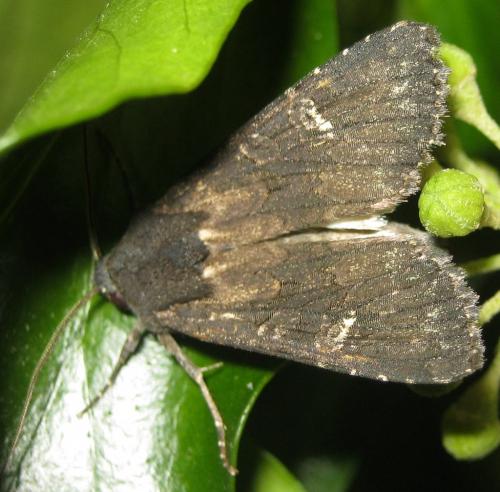 Aporophyla nigra